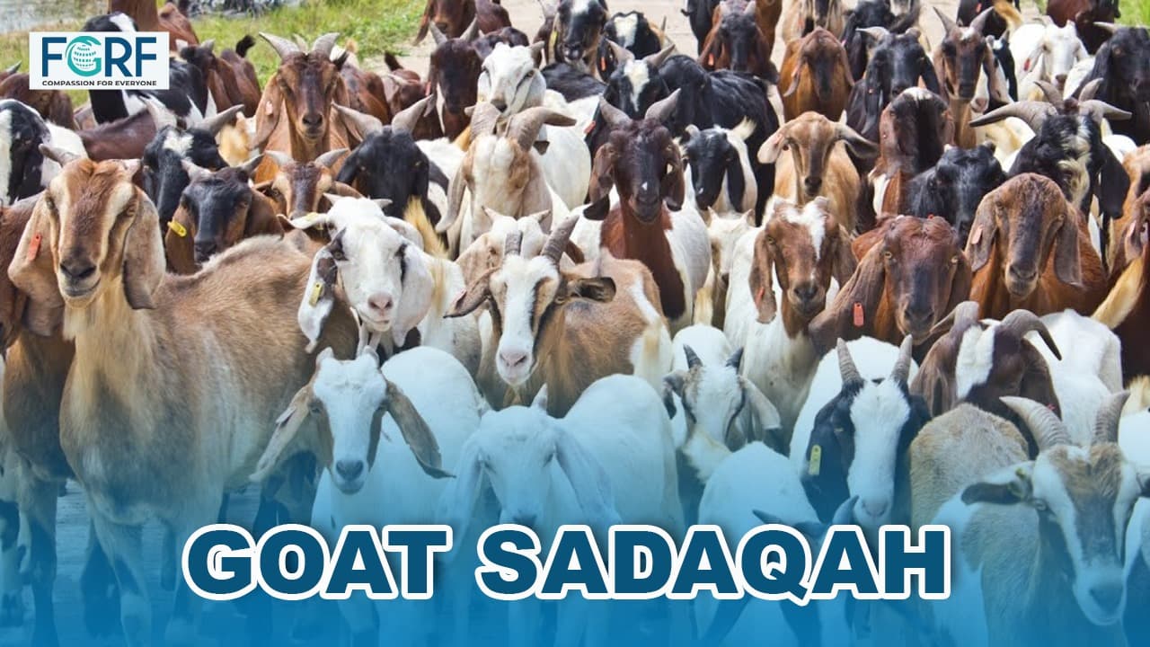 Animal donation image